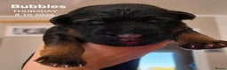 German Shepherd dogs for sale: Outstanding pedigree German Shepherd Girls  - Advert 6