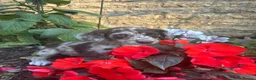 Sprocker dogs for sale: Puppies  - Advert 8