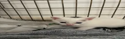 Mixed Breed cats for sale: Kittens white grey and tabby in Ilkeston - Advert 6