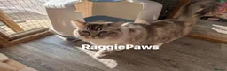 Ragdoll cats for adoption: Meet beautiful Elsa & Minnie - Ragdoll Ladies in Northwich - Advert 3