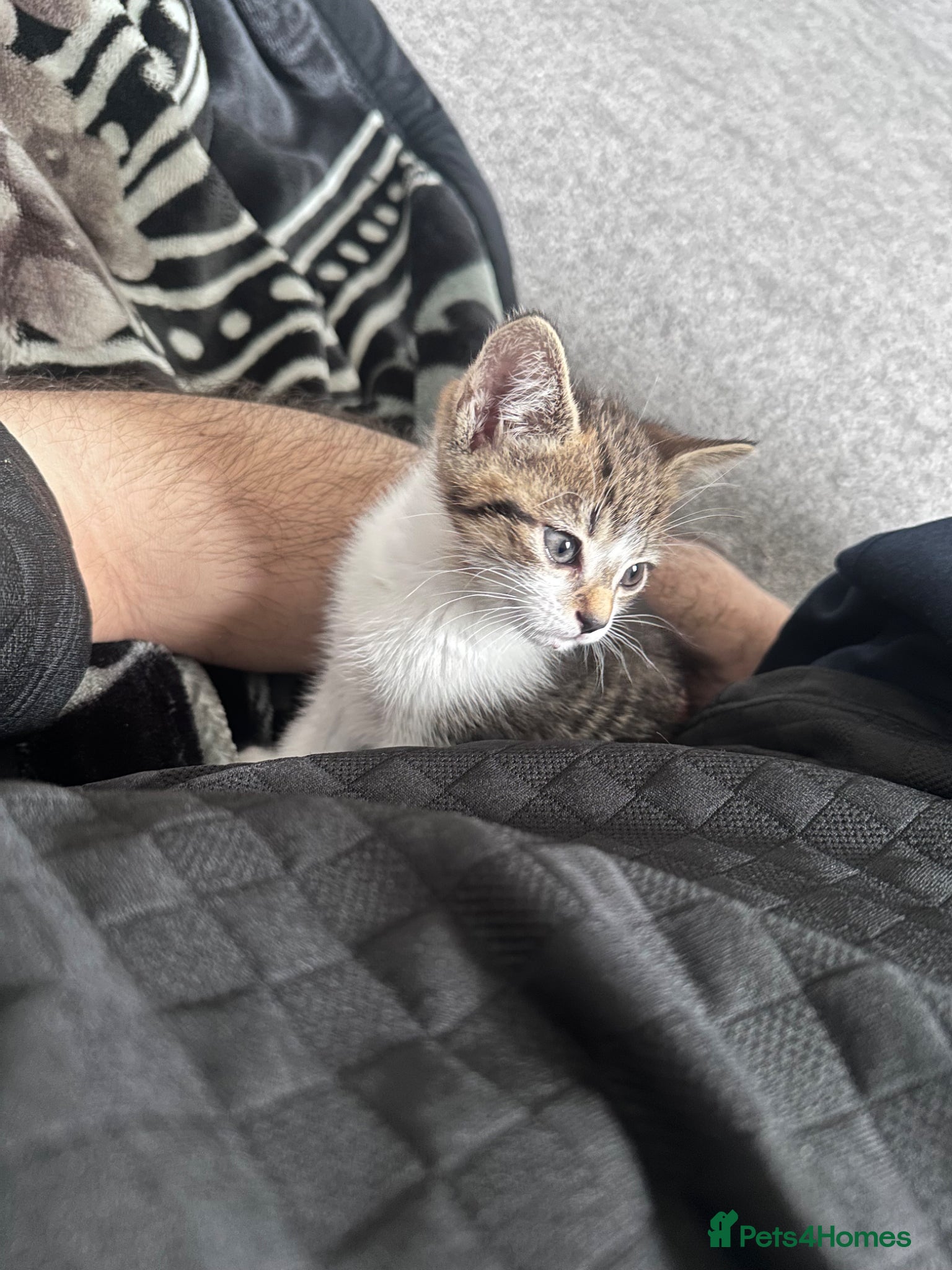 Mixed Breed cats Female - Advert 6