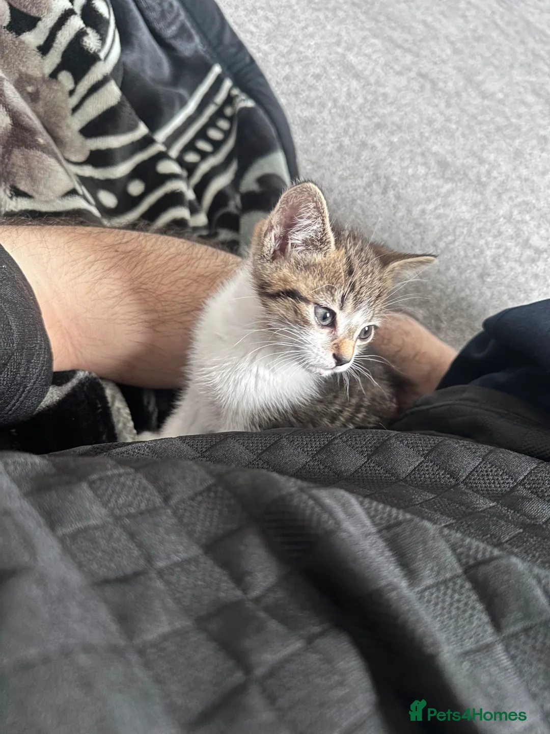 Mixed Breed cats for sale: Female in Manchester - Advert 2