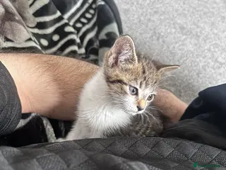 Mixed Breed cats Female - Advert 6