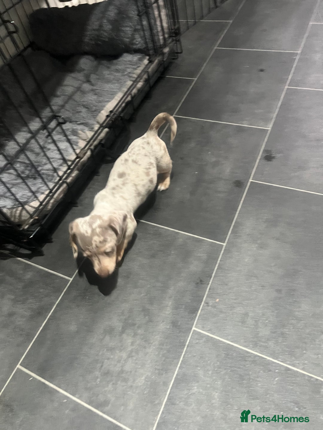 Dachshund dogs for sale: Dapple cream dachshund - Image 2
