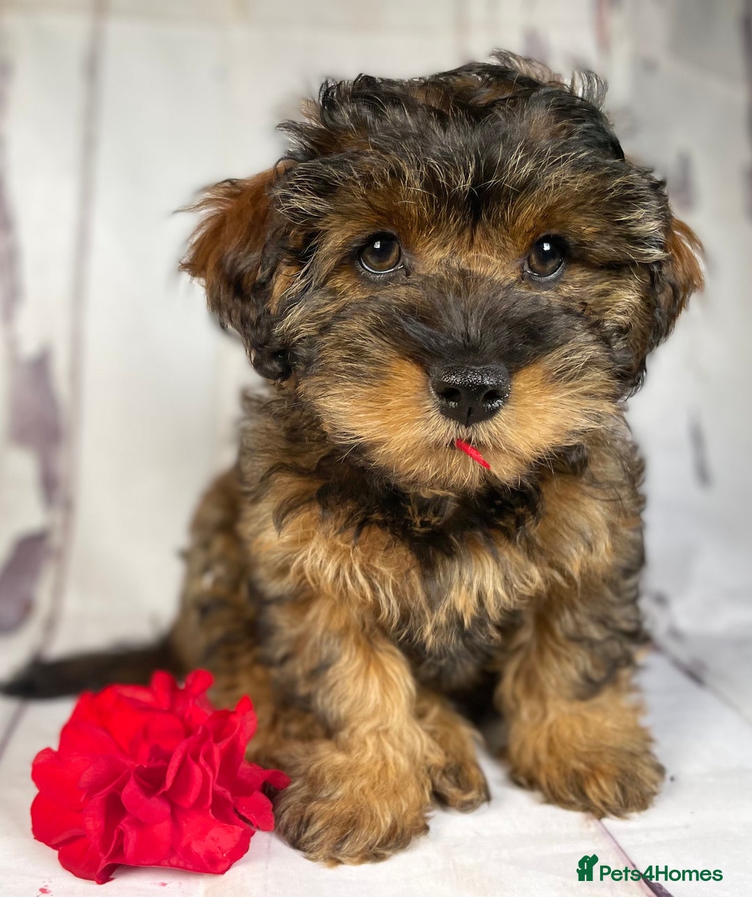 Toy Poodle dogs for stud: Exquisite Proven KC Red Stud DNA Clear Eye Tested - Advert 14