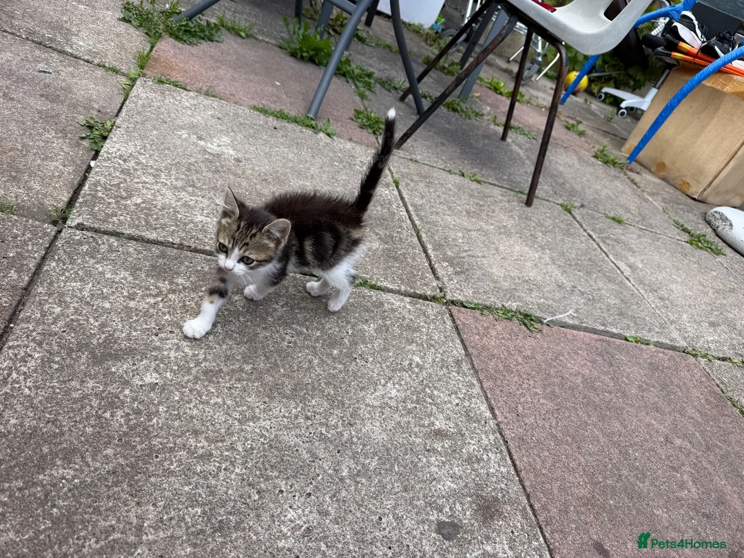 Domestic Shorthair cats for sale: litle kitten in Leicester - Advert 2