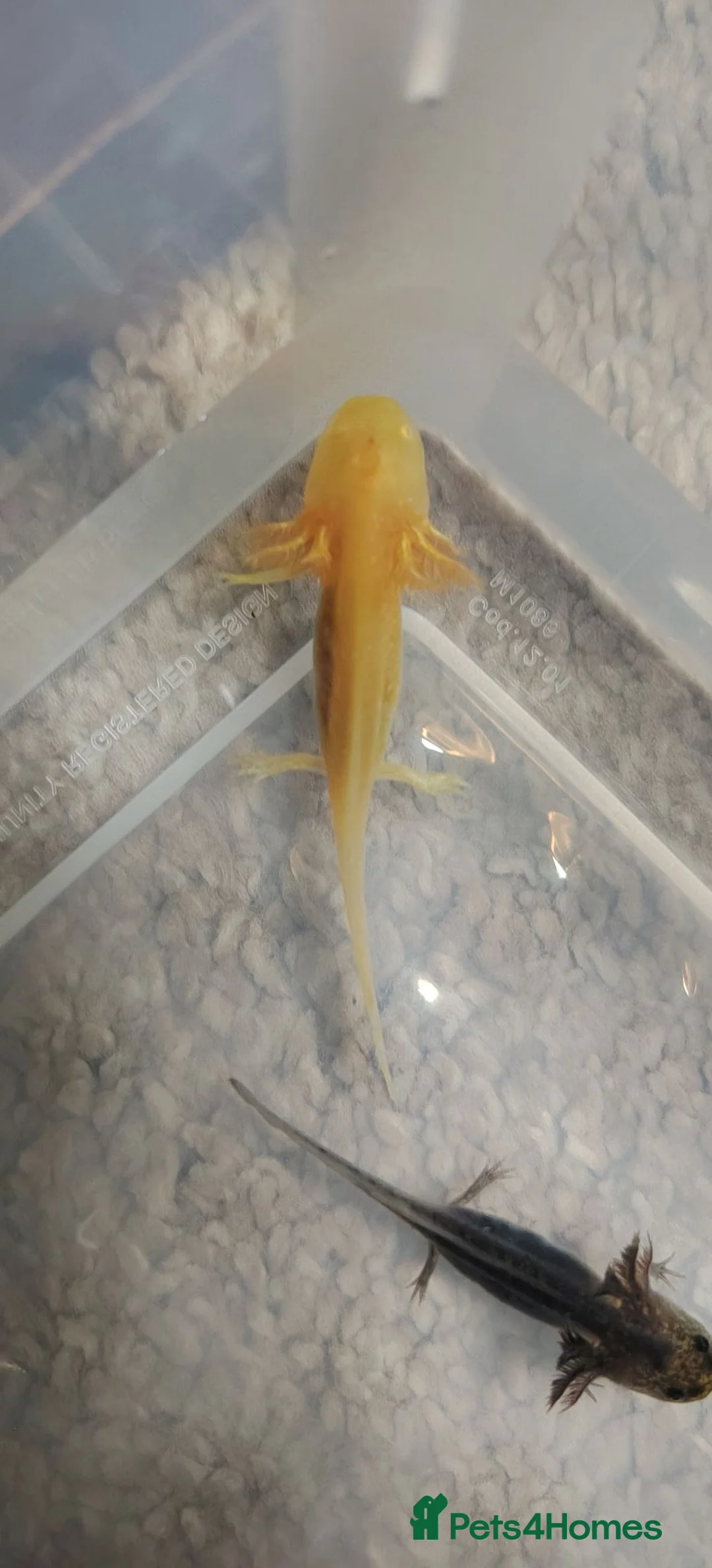 Other/Mixed Breed fish for sale: Baby Axolotl in Newport - Advert 2