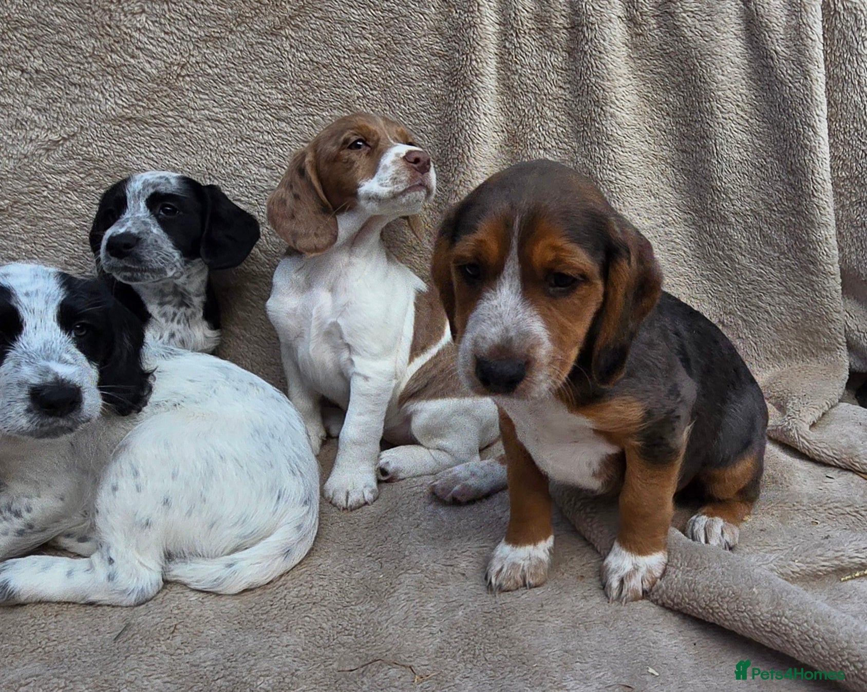 Cocker Spaniel dogs for sale: Beautiful litter of unusual colour Cocker spaniel  - Advert 1