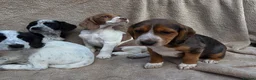 Cocker Spaniel dogs for sale: Beautiful litter of unusual colour Cocker spaniel  - Advert 1
