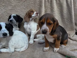 Cocker Spaniel dogs for sale: Beautiful litter of unusual colour Cocker spaniel - Advert 1