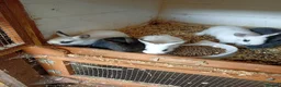 Netherland Dwarf rabbits for sale: Baby Netherland dwarf rabbits  - Advert 3