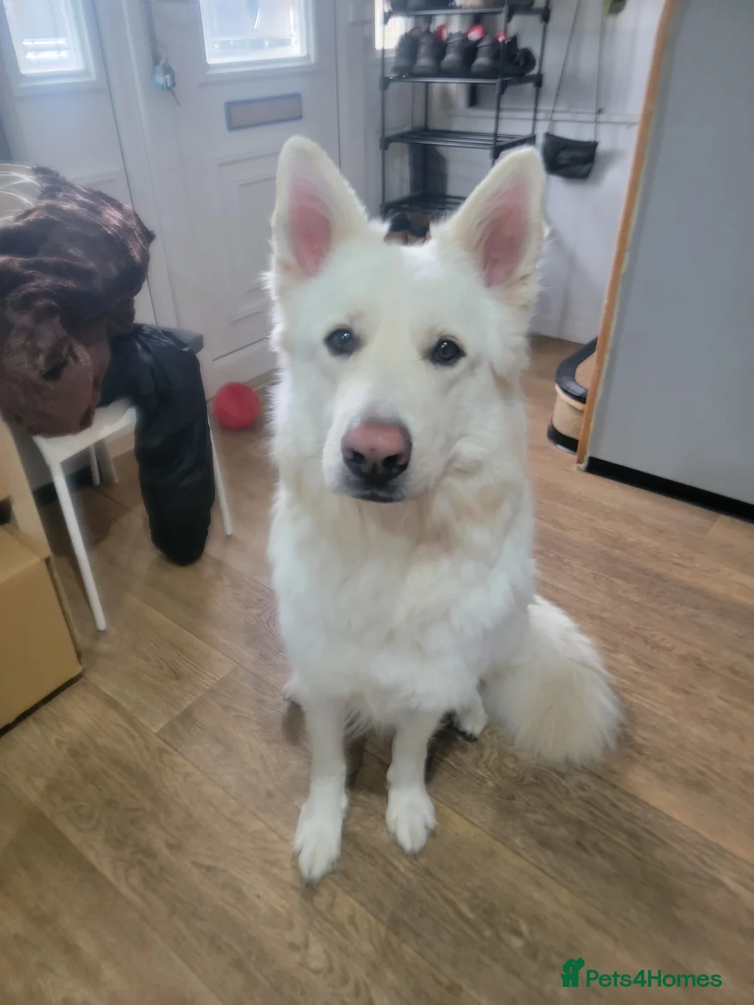 German Shepherd dogs for stud: White German shepherd stud - Advert 5