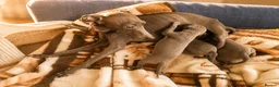 Italian Greyhound dogs for sale: 1 BOY LEFT Italian Greyhound Puppies - Advert 3