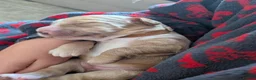 Cocker Spaniel dogs for sale: Working cocker spaniels in Barnsley - Advert 26