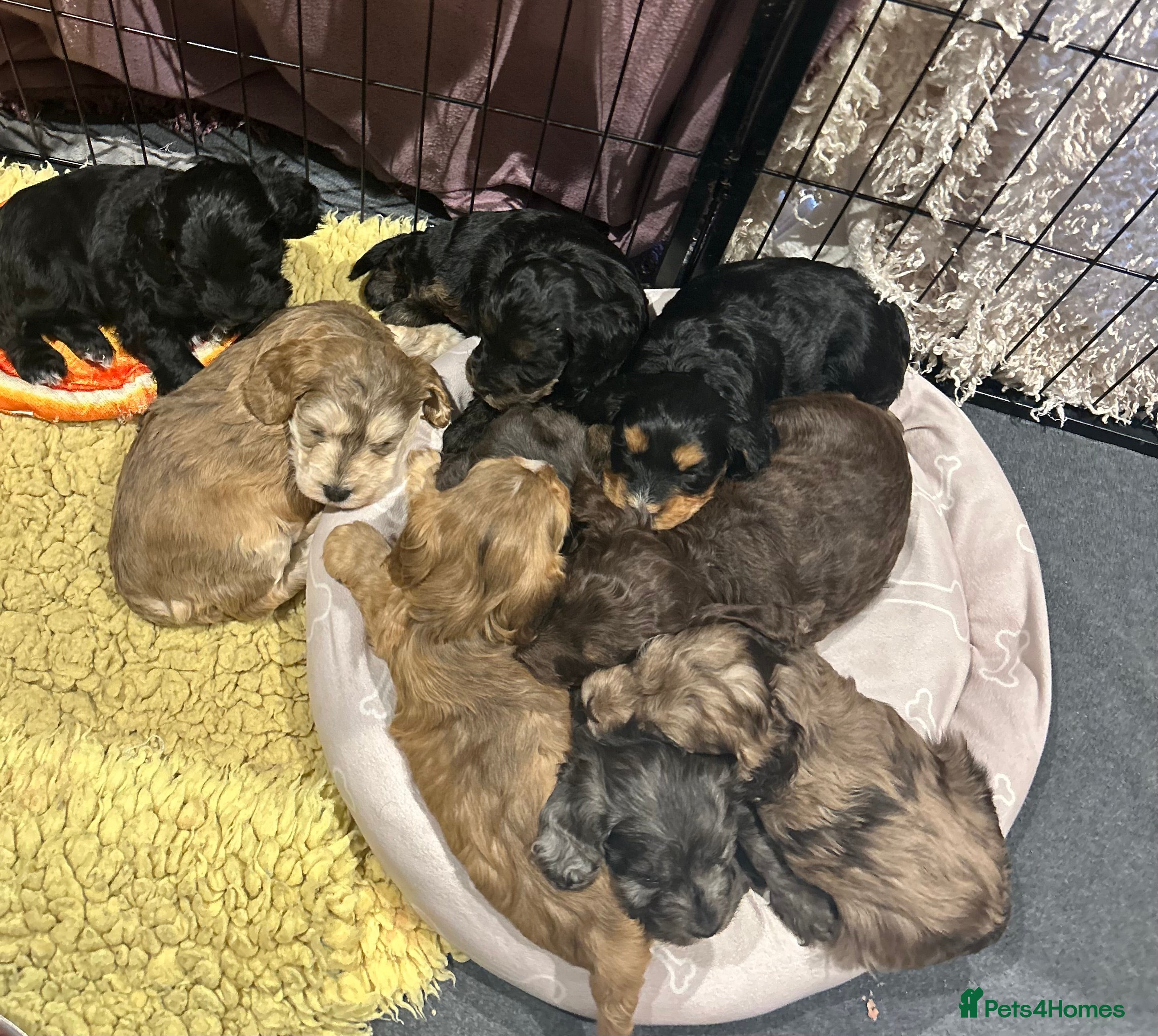 Cockapoo dogs Cockapoo puppies  - Advert 4