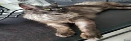 Maine Coon cats for sale: Beautiful Black smoke ACTIVE Maine coon  - Advert 5