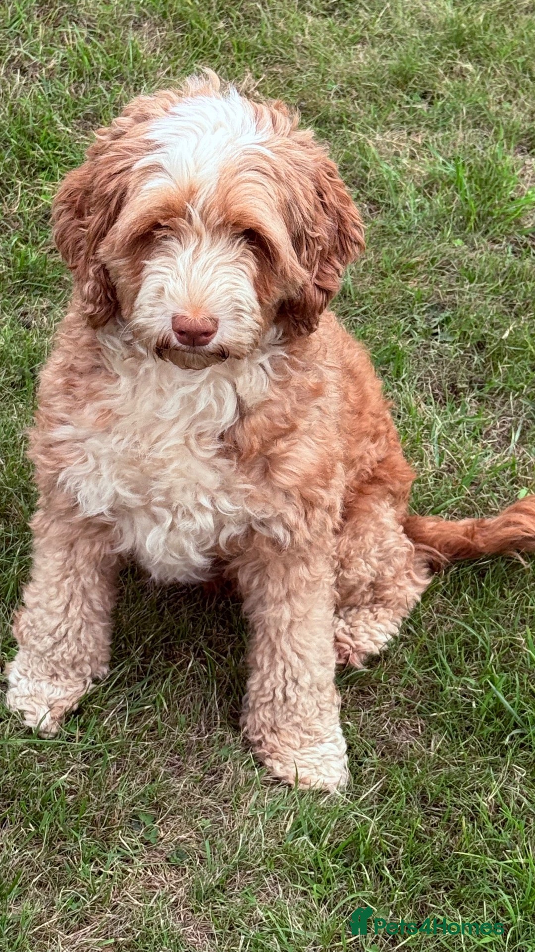 Australian Labradoodle dogs Australian labradoodle  - Advert 1