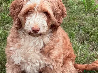 Australian Labradoodle dogs Australian labradoodle - Advert 4