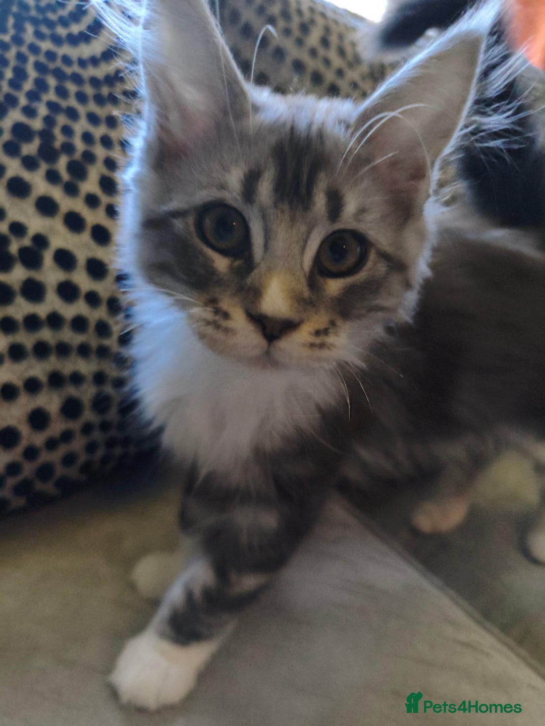 Maine Coon cats for sale: Striking Maine Coon girl - Advert 9