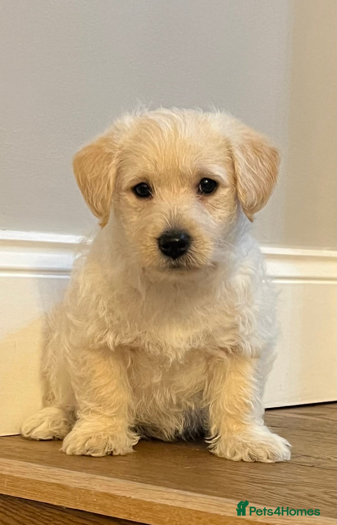 West Highland Terrier dogs for sale: Adorable Westiepoo puppy  - Advert 6
