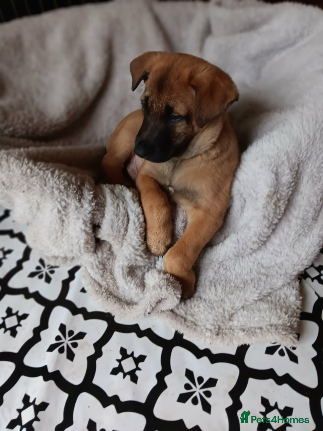 Belgian Shepherd Dog dogs for sale: Belgian Shepherd - Malinois  - Advert 30