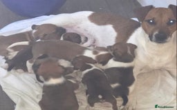 Plummer Terrier dogs for sale: Plummer terrier puppies for sale - Advert 8