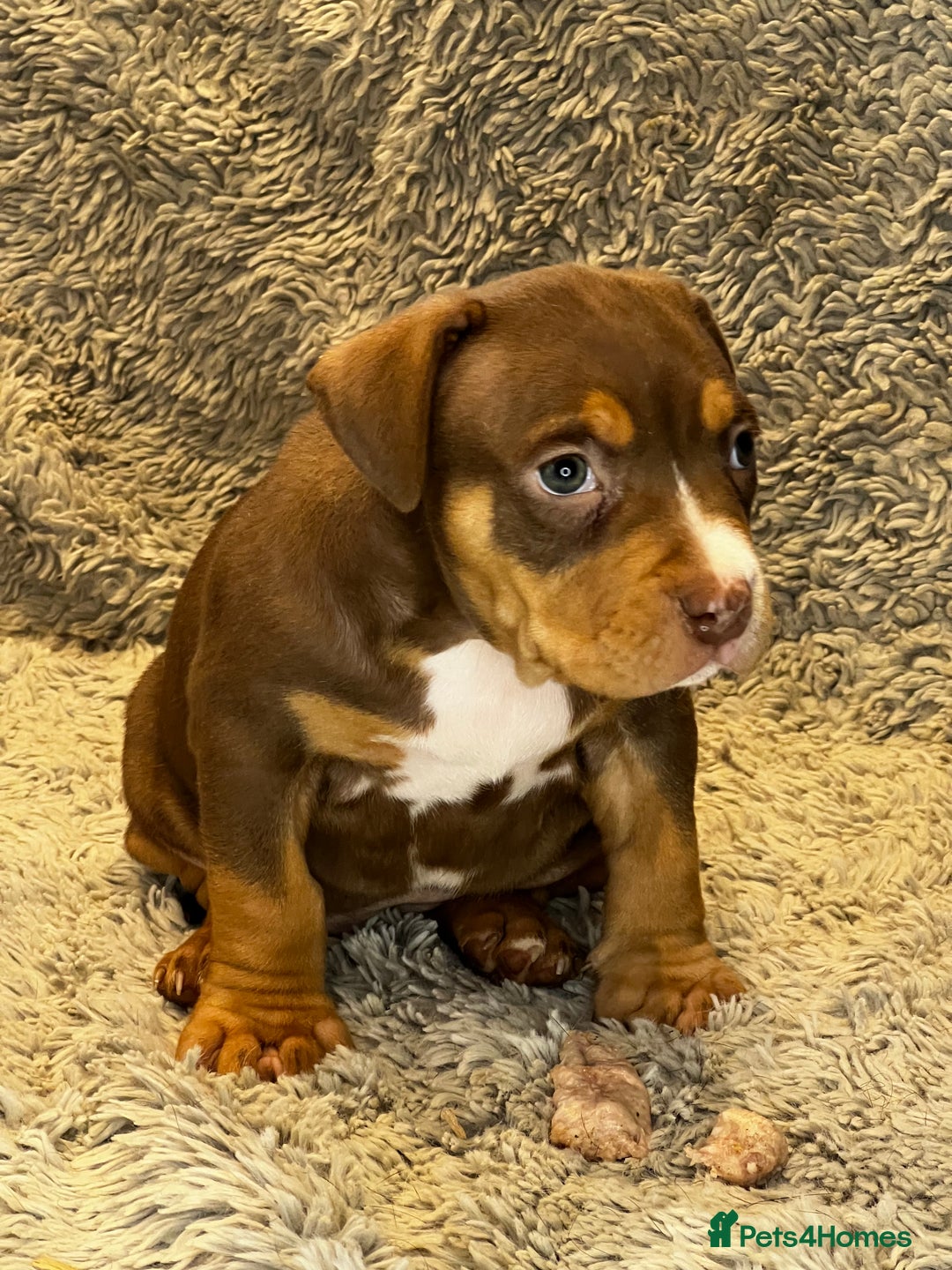 American Bully dogs for sale: 3 Quality American Pocket Bullies - Advert 5