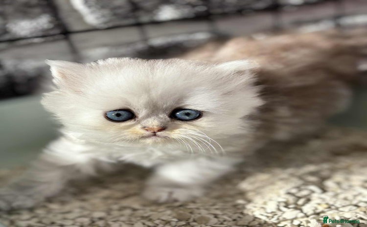 Persian cats - Advert 11