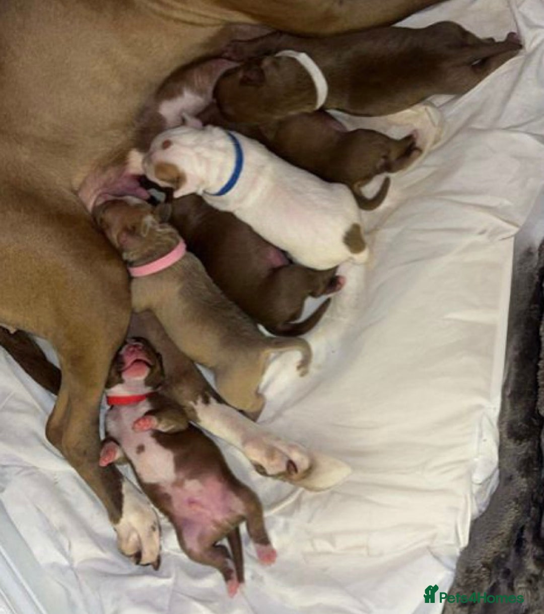 Mixed Breed dogs for sale: Staffy mix pups  - Image 2
