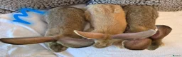 Continental Giant rabbits for sale: Continental giant rabbits (males) in Saltash - Advert 7