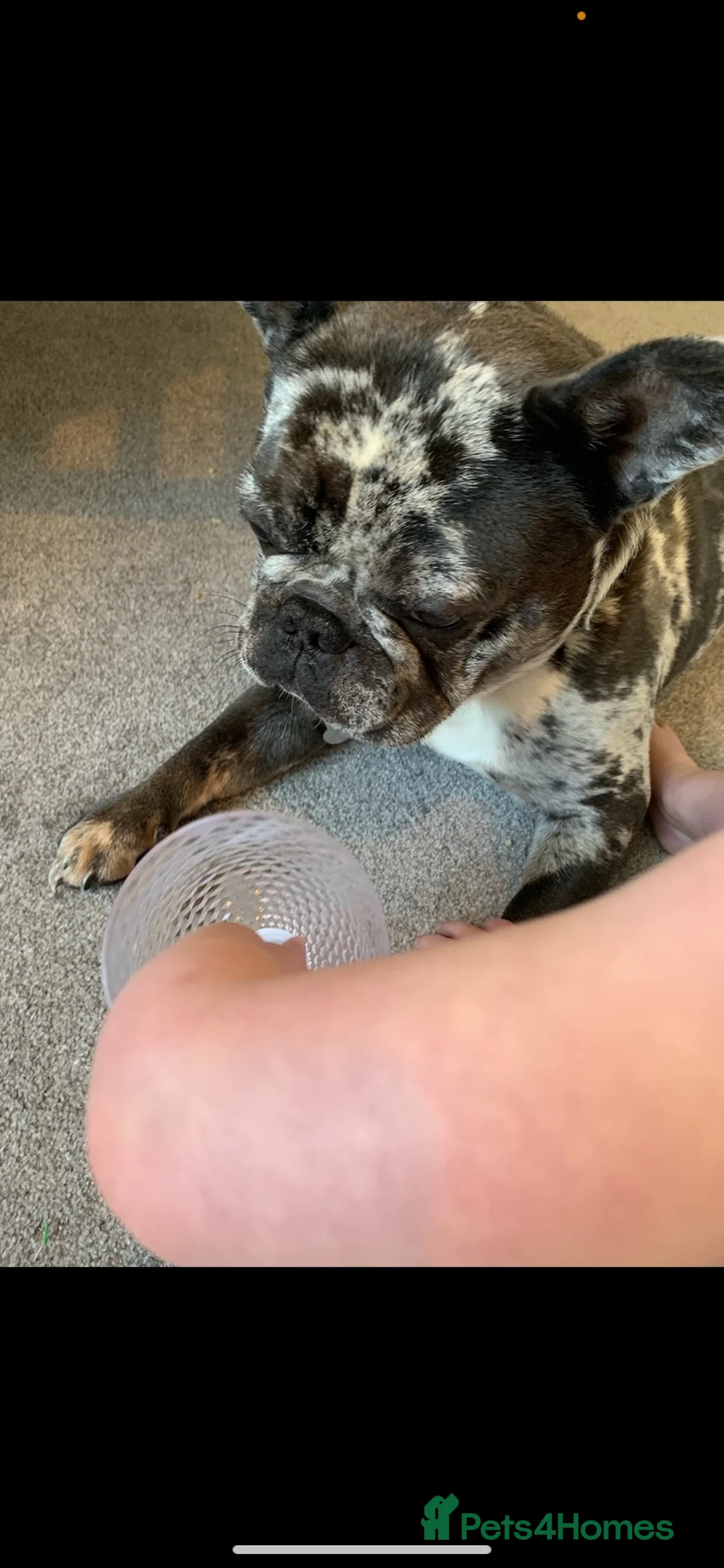 French Bulldog dogs for sale: French bulldog for sale - Advert 2