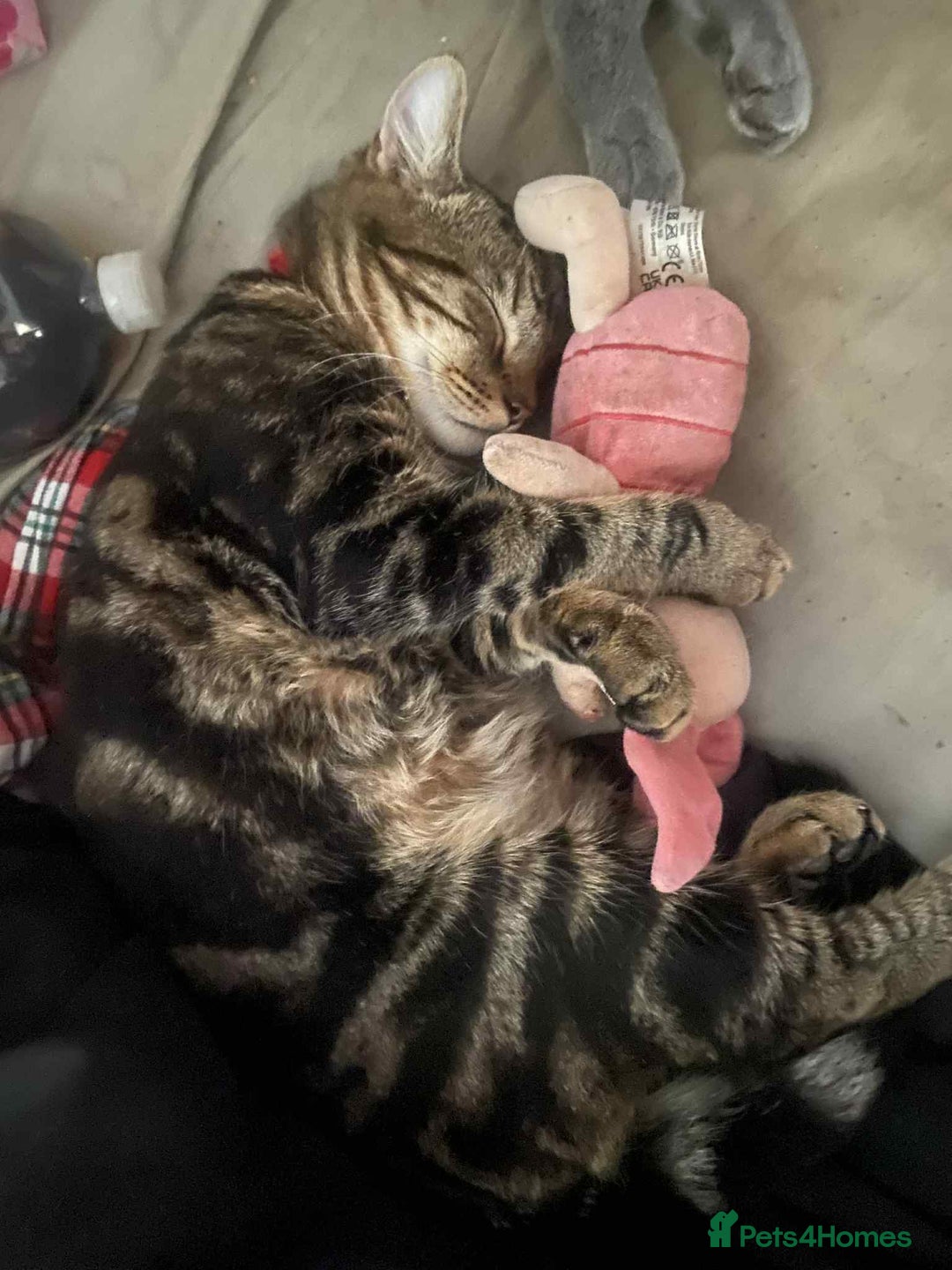 Bengal cats for sale: Bengal male looking for a loving home  - Advert 3