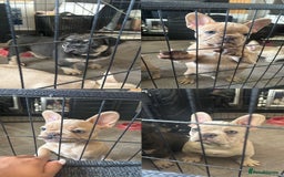French Bulldog dogs for sale: 🐾Rare NewShade L4 French Bulldogs kC registered🐾 - Image 1