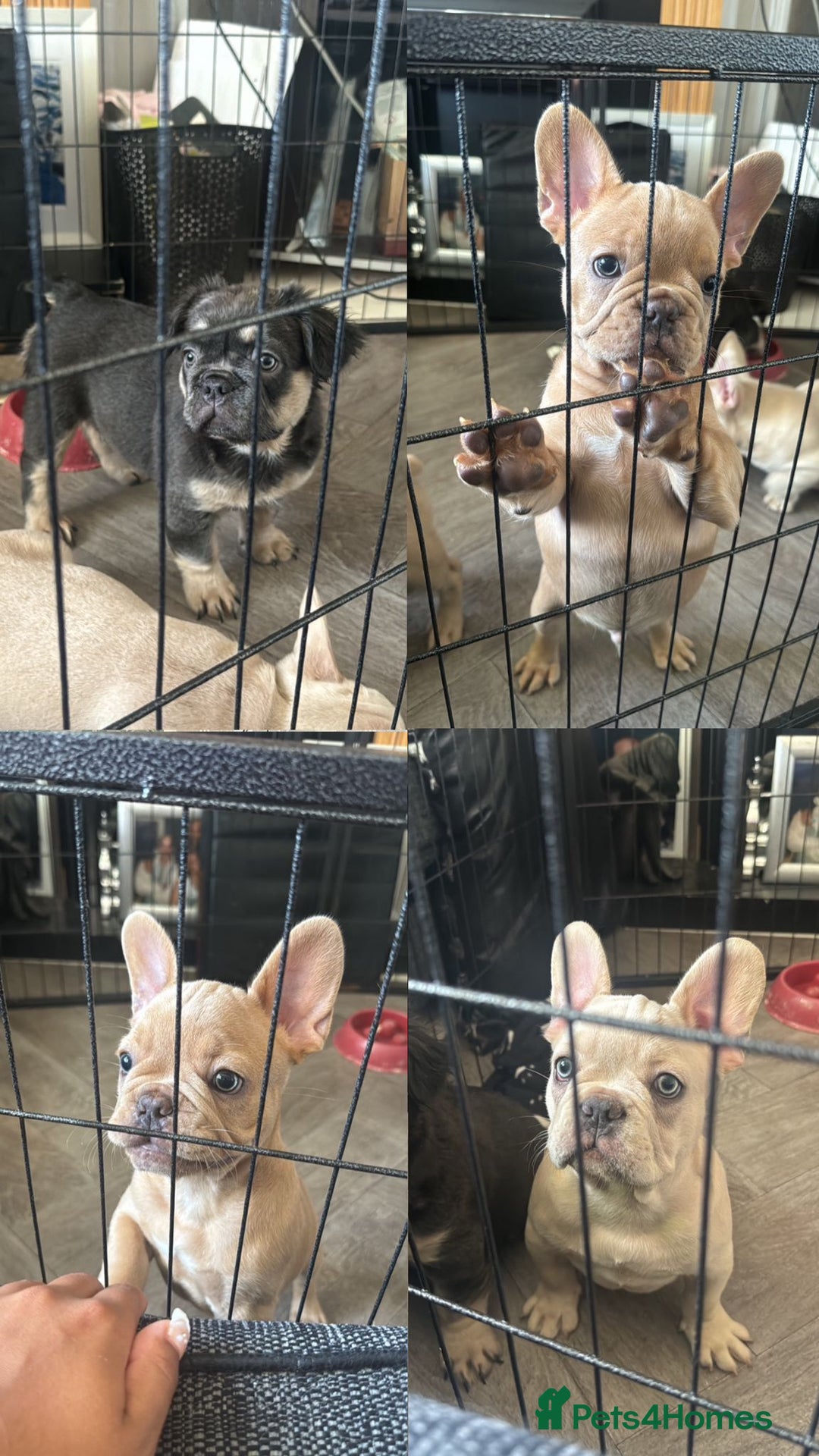 French Bulldog dogs for sale: 🐾Rare NewShade L4 French Bulldogs kC registered🐾 - Image 1