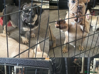 French Bulldog dogs - Advert 8