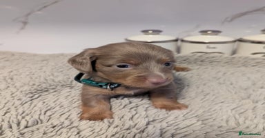 Dachshund dogs - Advert 9
