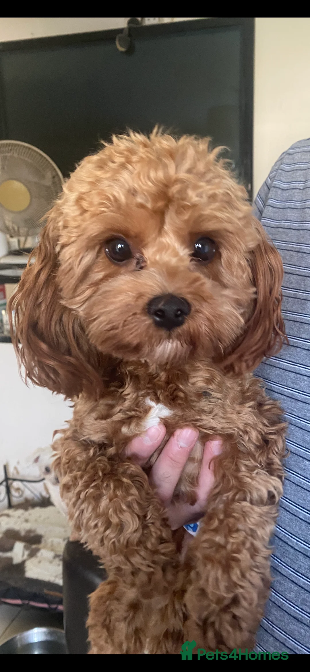 Cavapoo dogs for stud: TINY CAVAPOO STUD ONLY  in Mansfield - Advert 3