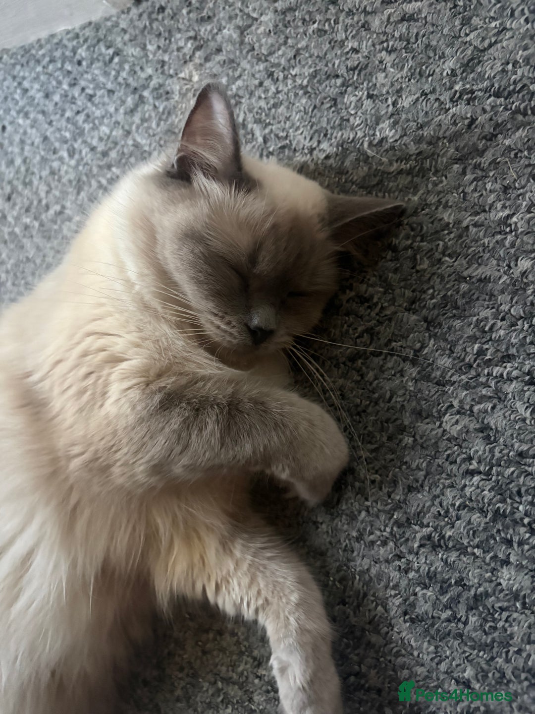 Ragdoll cats for sale: Ragdoll kittens for sale  - Advert 6