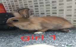Lionhead rabbits for sale: 5 beautiful lionhead female babies - Image 4