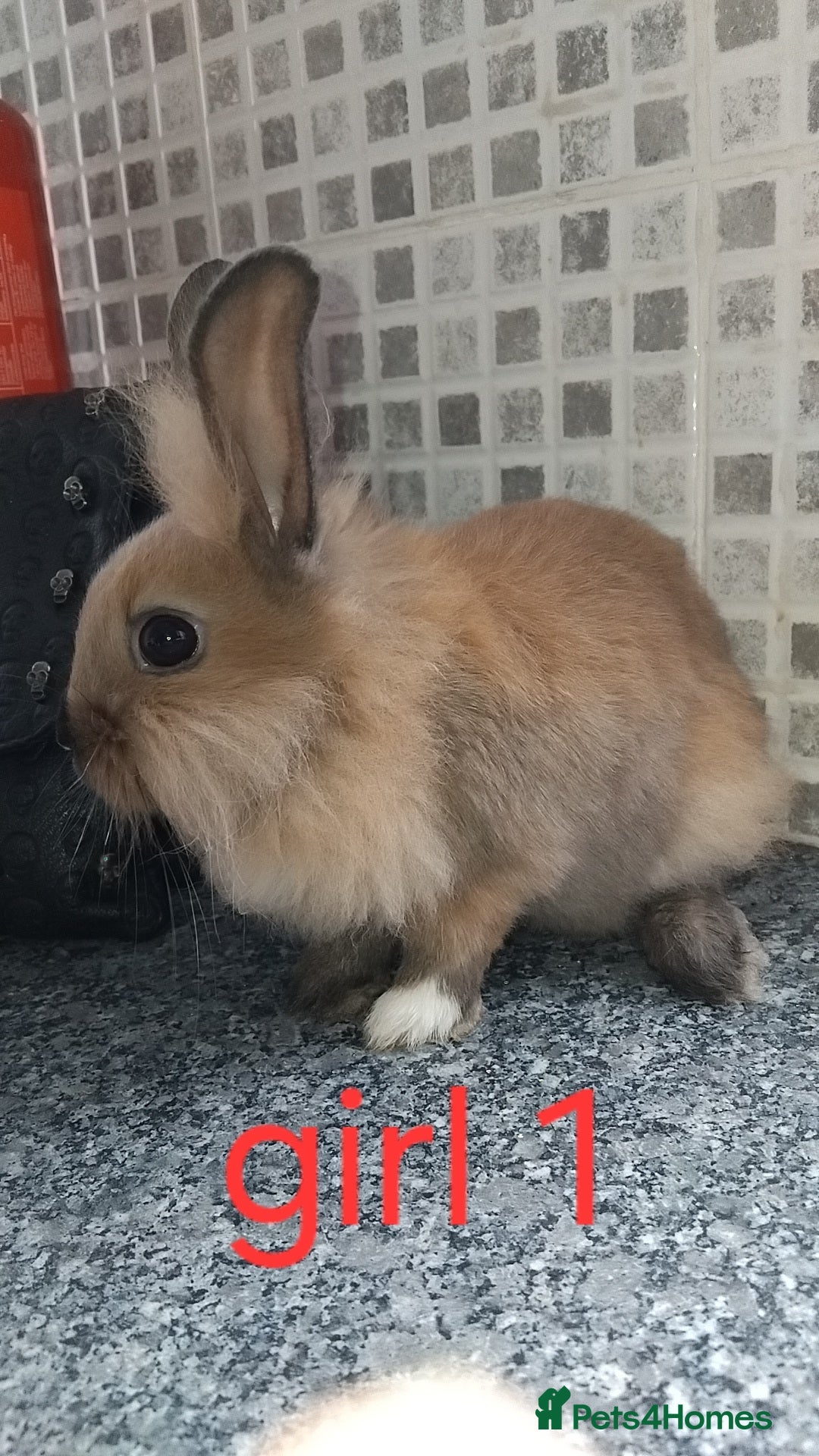 Lionhead rabbits for sale: 5 beautiful lionhead female babies - Image 4