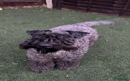 Kerry Blue Terrier dogs for sale: Kerry blue terrier  - Image 4