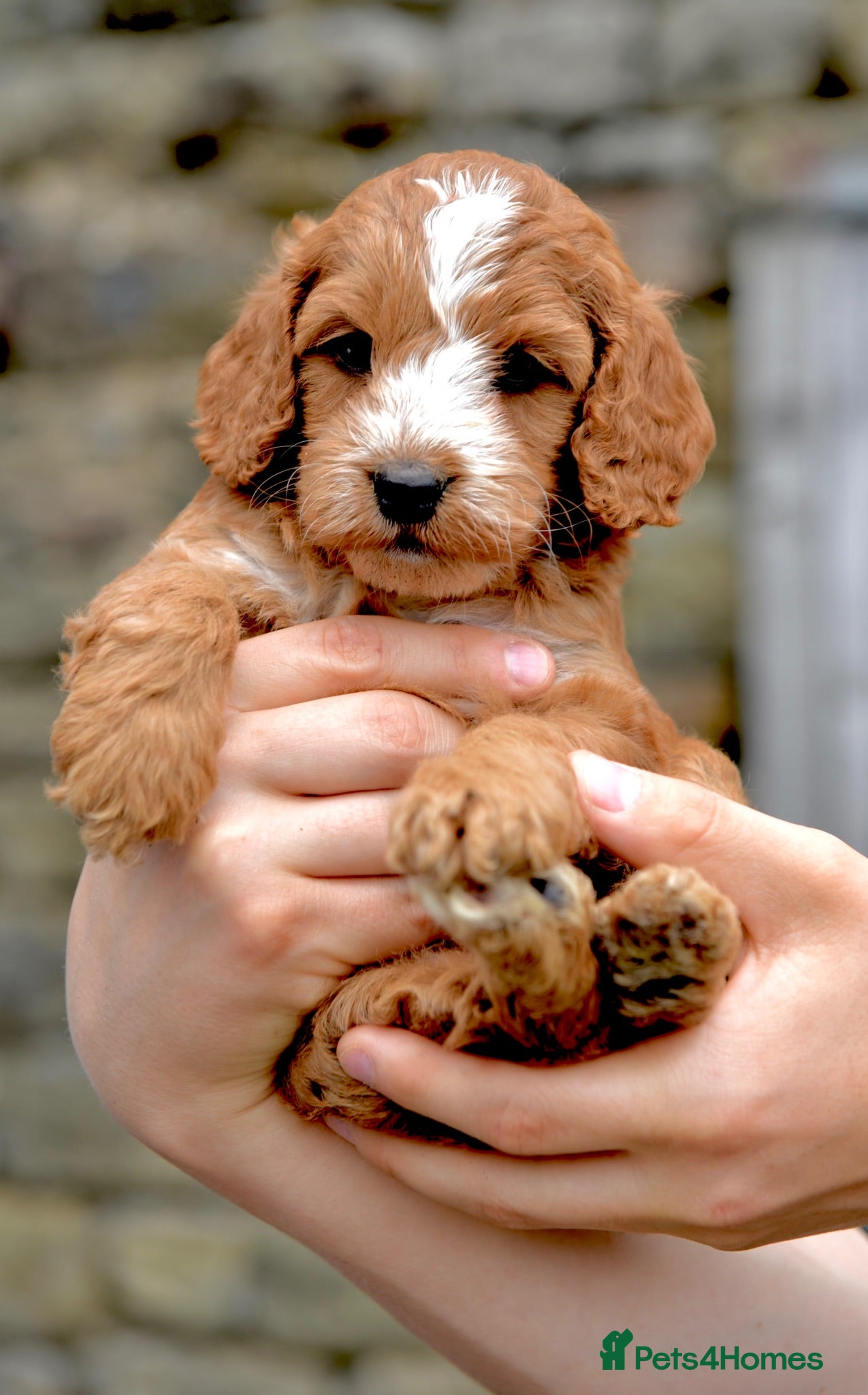 Cockapoo dogs Fox red Amazing obedience champion cockapoo pups  - Advert 1