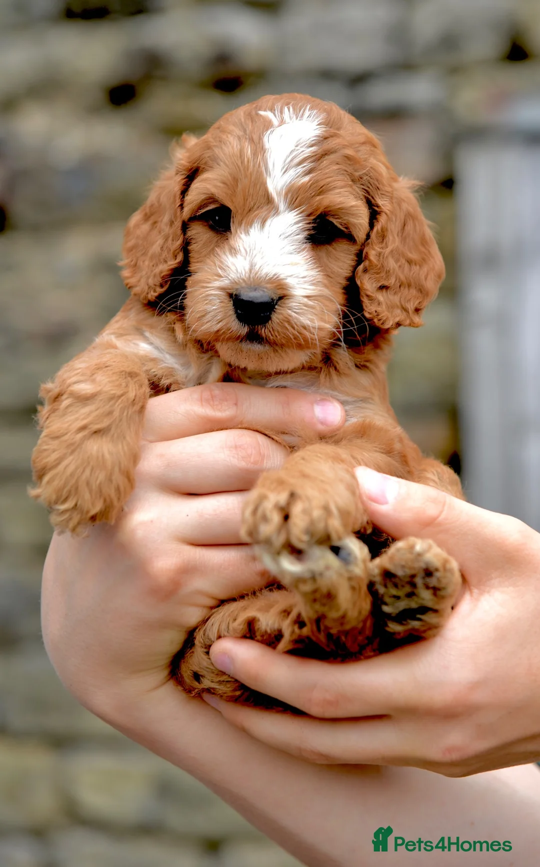 Cockapoo dogs for sale: Fox red Amazing obedience champion cockapoo pups  - Advert 2