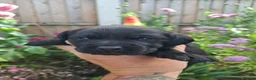 Labrador Retriever dogs for sale: Labrador puppies - Advert 7