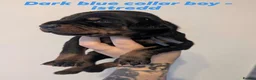 Dobermann dogs for sale: European doberman puppies  in Birkenhead - Advert 5