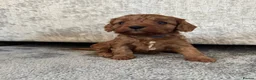 Cavalier King Charles Spaniel dogs for sale: Beautiful Cavalier King Charles Spaniel Puppies in Bristol - Advert 12