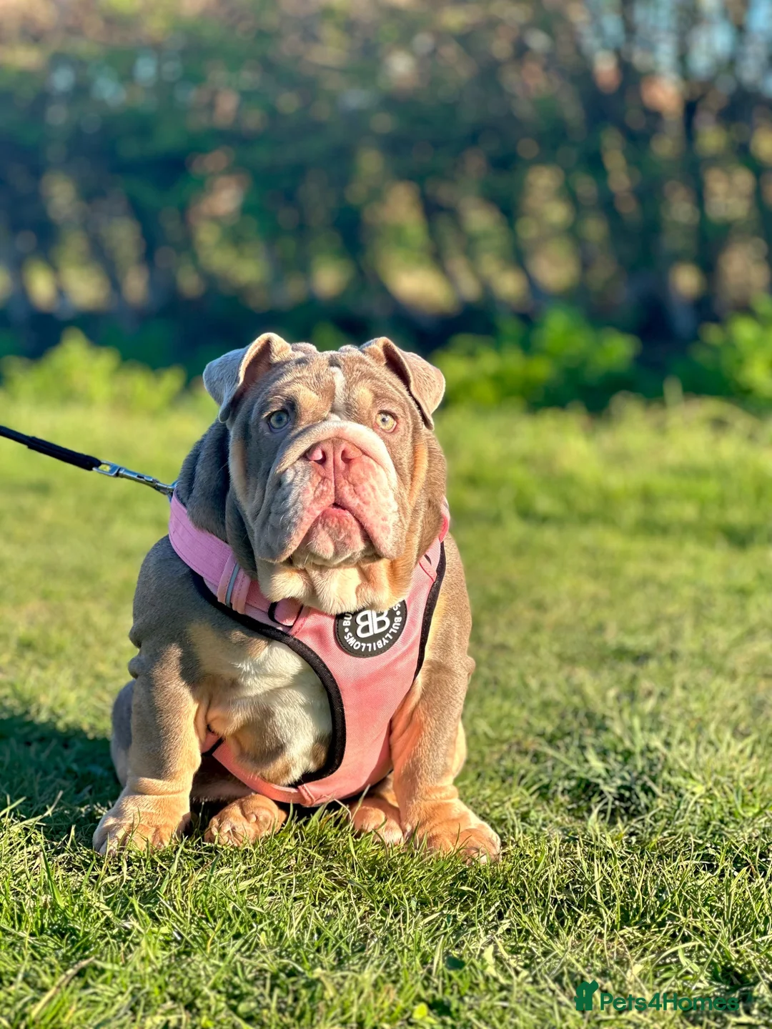English Bulldog dogs for sale: 8 months old girl - Advert 10