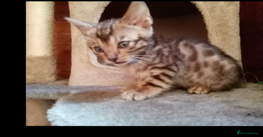 Mixed Breed cats - Advert 2