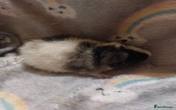Guinea Pig rodents for sale: Beautiful guinea pigs  - Image 6