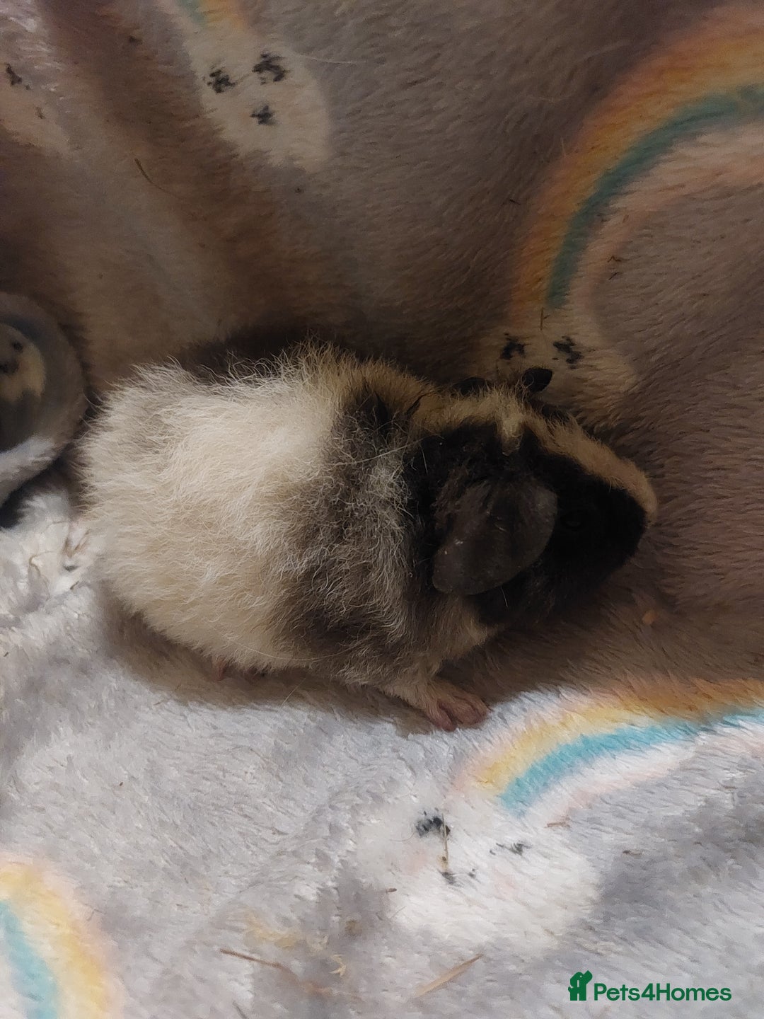 Guinea Pig rodents for sale: Beautiful guinea pigs  - Image 6